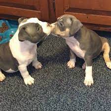 pin by kevin dueno on pit bulls cute pitbull puppies cute animals cute puppies
