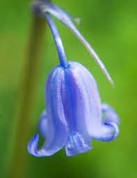 Pin On Bluebell