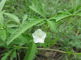 Image result for Ochna cinnabarina