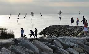 the clam trees at rock harbor