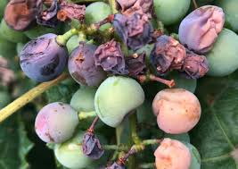 Image result for Metasphaeria diplodiella