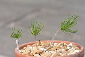 Image result for Eriospermum