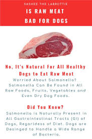 Check spelling or type a new query. Is Raw Meat Bad For Dogs Raw Dog Food Recipes Dog Raw Diet Raw Food Recipes