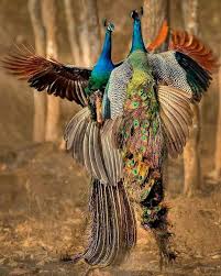 Birds That Start With B Indian Wildlifes On Instagram Are They Playing Or Fighting Start Tagging Us To Get More Features Photogr Oiseaux Animaux Image Insolite
