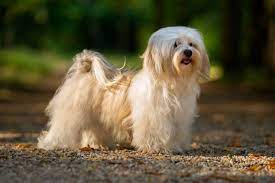 We provide support via email and phone to our existing extended midnight acres family and any potential new families. Havanese Dogs And Puppies For Sale In The Uk Pets4homes