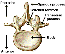 The spine is made of 33 individual bones stacked one on top of the other. Neuroscience For Kids Spinal Cord