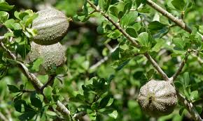 Image result for Gardenia volkensii