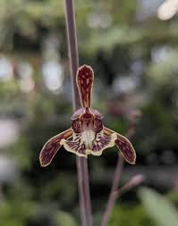 Image result for Oeceoclades decaryana