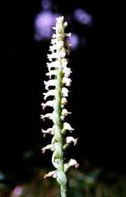 Image result for Rhipidoglossum ovale