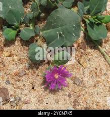 Image result for Corbichonia decumbens