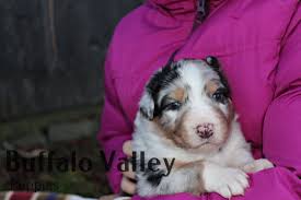 Yorkie puppies for sale in queens, ny. Australian Shepherd