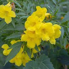 .beautifulplants , #desertplants , #cactusplants #sehraipody , arizona sonoran plants,beautiful desert plants,arizona desert plants,arizona flowering shrubs,desert plants list with pictures,desert arizona plants , note: Plants Amwua