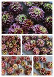 Growing cut flowers in scotland. 54 Plants I Love To Grow And Arrange With Ideas Plants Flower Garden Flowers