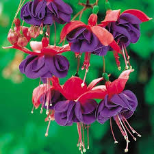 Fantastic Fuchsias the Ballerina Flower