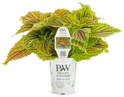 Image result for Coleus zombensis