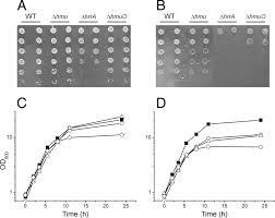 A menagerie of beasts, behemoths and other ferocious beings. Control Of Heme Homeostasis In Corynebacterium Glutamicum By The Two Component System Hrrsa Journal Of Bacteriology
