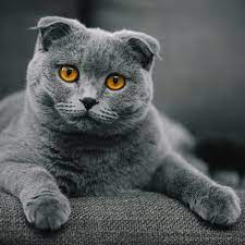 So how do british shorthairs and scottish folds compare to each other? Scottish Short Hair Cat Breed Facts Traits Health Vets Choice Vets Choice