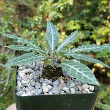 Image result for Dorstenia