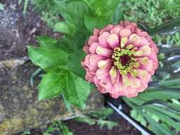 Each of these varieties have a wonderful ombré gradient on their petals, fading from a soft lime green to another color (with the exception of the queen lime which is pure soft lime green) which makes them. Zinnia Queen Lime Info Queen Lime Zinnia Care And Growing Requirements