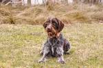 Korthals Griffon – Health & Genetics