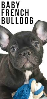 Hence, they are often used by major large dog food manufacturers to make up the weight of dog food whilst keeping the prices of the dog food low. Baby French Bulldog How Your Adorable Puppy Grew