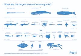 how large are the oceans biggest whales squids and turtles