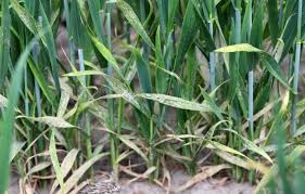 Image result for xylella fastidiosa oleander symptoms