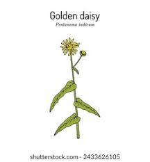 Image result for Pentanema indicum