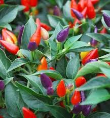 Bolivian rainbow pepper fast facts: Numex Twilight