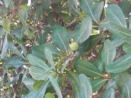 Image result for Manilkara