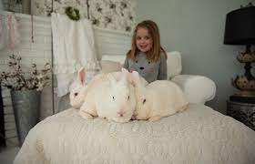 Albino Rabbits With Red Eyes Adopted Best Friends Animal Society