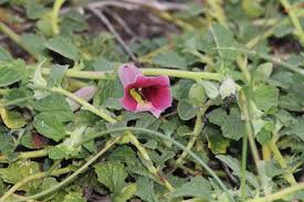 Image result for Ceratotheca integribracteata