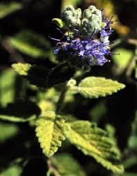 Image result for Verbenaceae