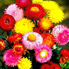 Image result for Helichrysopsis