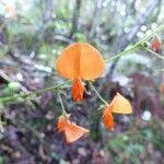 Image result for Hylodesmum repandum