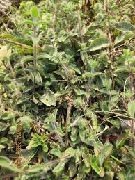 Image result for Nelsonia canescens