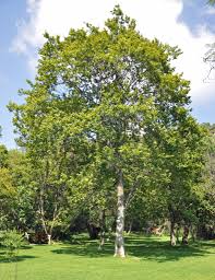 Image result for Celtis africana
