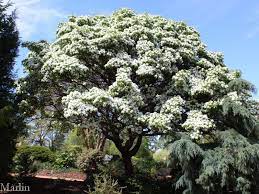 Chinese Fringe Tree Chionanthus Retusus Fringe Tree Ornamental Trees Fragrant Plant