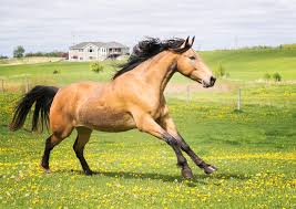 Buckskins, grullas, duns, oh my! Buckskin Mustang Running Sarah Bernier Danks Flickr