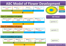 Biology Exams 4 U Development Plant Science Abc