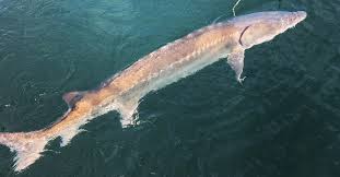The columbia river has the largest population of white sturgeon in the world which allows us to fish for them all year around. Sturgeon Facts Ucwsri
