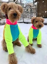 Neon Color Blocked Sweater For Dogs Etsy Dog Sweaters Dog Hair Color Block Sweater