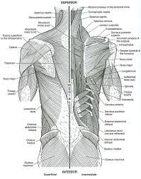 Muscle Coloring Book Top Anatomy Coloring Book Muscles Muscle Coloring Pages Guide Anatomy Book Muscles At Anatomy Coloring Book Muscle Diagram Anatomy Images