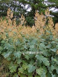 Image result for Macleaya