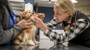 Hundreds of pets are abandoned and rescued in india everyday. Dog Adoption Covid 19 Creates A Thriving Business For Dogs