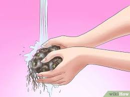 Calla lilies are found near sources of water, such as beaches and rivers. 3 Ways To Winterize Calla Lily Bulbs Wikihow
