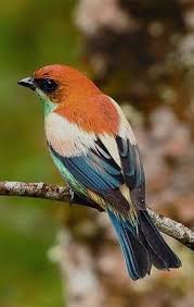 Pin By Meryem Kaya On Muhtesem Canlilar In 2020 Beautiful Birds Pet Birds Animals