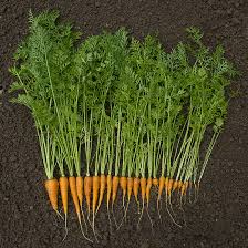 It's rich in lycopene and beta carotene, among other essential nutrients. Growing Carrots A Handy Gardening Guide On Bluprint Craftsy