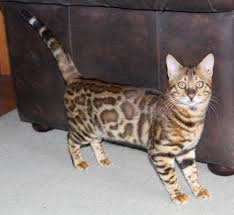 Find bengal in cats & kittens for rehoming | 🐱 find cats and kittens locally for sale or adoption in ontario : Show Quality Bengal Cat Bengal Kittens To Adopt In Auckland Pride Of Eire Bengals