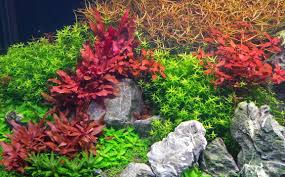 Альтернантера зубчатая (alternanthera dentata) purple knight (deep purple) raw 100 шт. Alternanthera Reineckii Mini Aquascaping Love